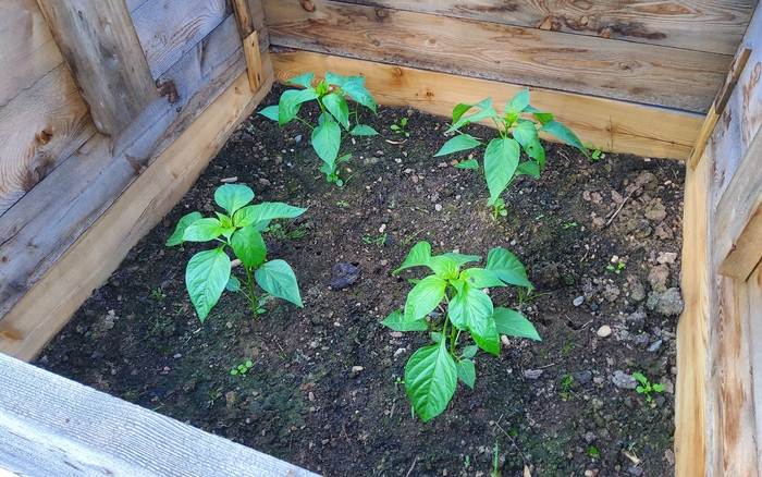 Cold Frames Modification